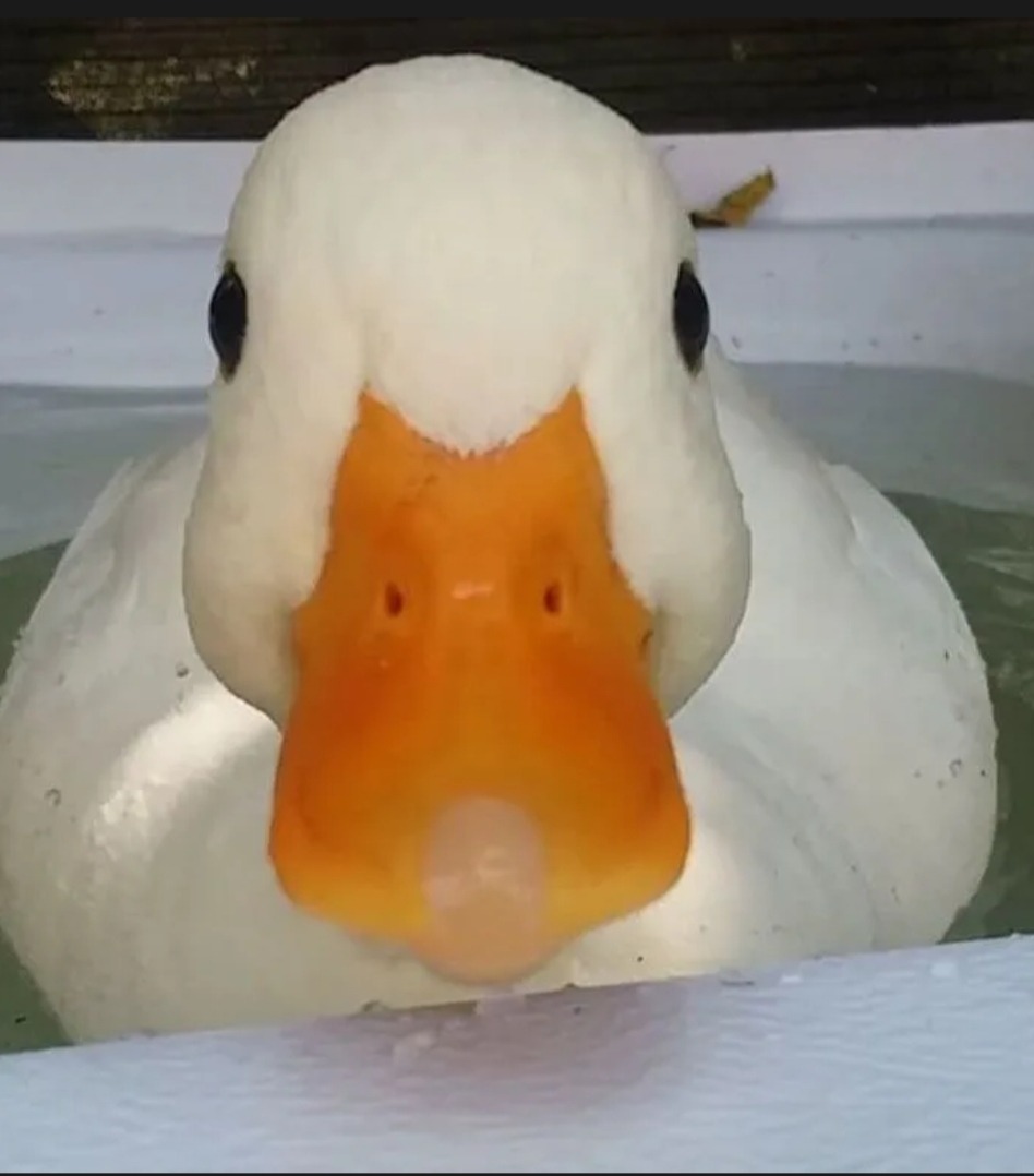 Profil de Imade, 21 ans, Trans à Weicherdange